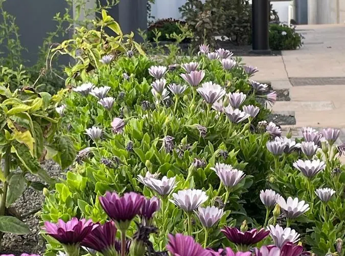 Appartement Casa Domino Villaverde (Fuerteventura)